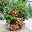 Fruit Plants In Pots Download on Windows