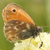 Common Ringlet