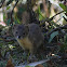 yellow-bellied weasel