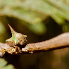 Umbonia Thorn Bug