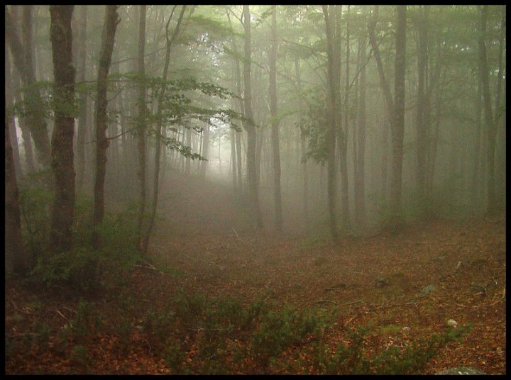 Nebbia nel bosco di Aurin