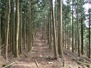 高低差の少ない尾根道に