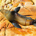 Cape Fur Seal / Brown Fur Seal