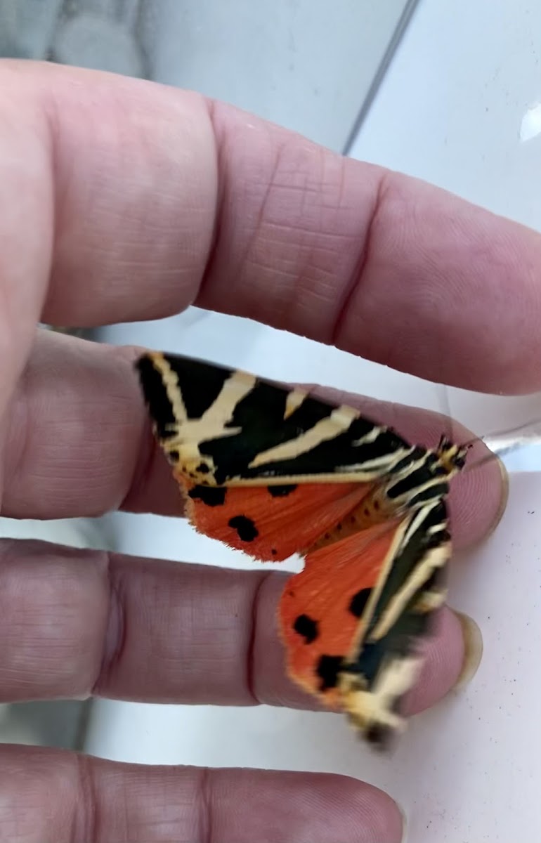 Jersey Tiger