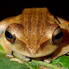 Common Tree Frog