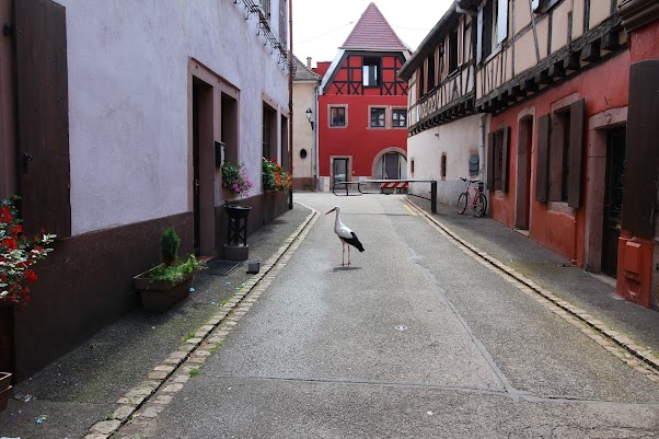 Haut Kroeninsbourg, Ribeauville, Riquewirh, Kaysersberg - VIERNES 14 DE JULIO - 15 días por la Selva Negra y la Alsacia Francesa (35)