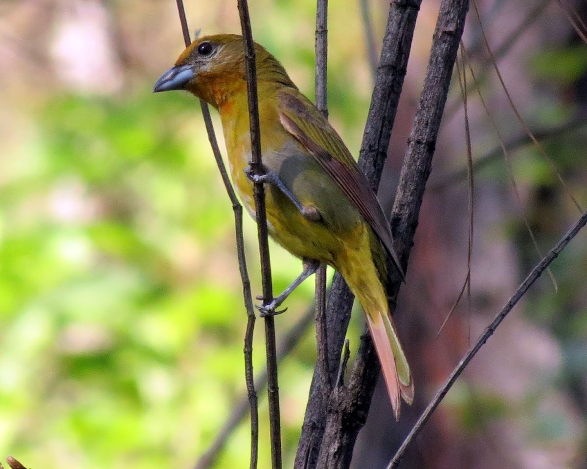 Hepatic Tanager