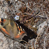 Indian Tortoiseshell butterfly