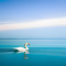 Item logo image for Swans swimming on the lake Wallpaper