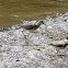 Lesser Yellowlegs