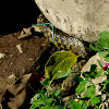 checkered keelback or Asiatic water snake