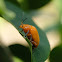 Podontia lutea 黃色凹緣跳甲