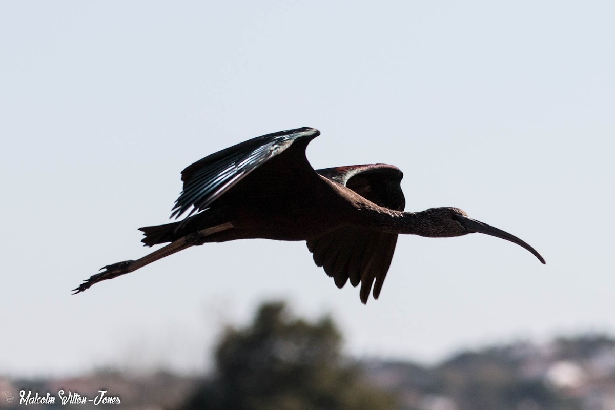 Glossy Ibis