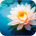 Cover Image of Download Flower wallpaper 1.02 APK