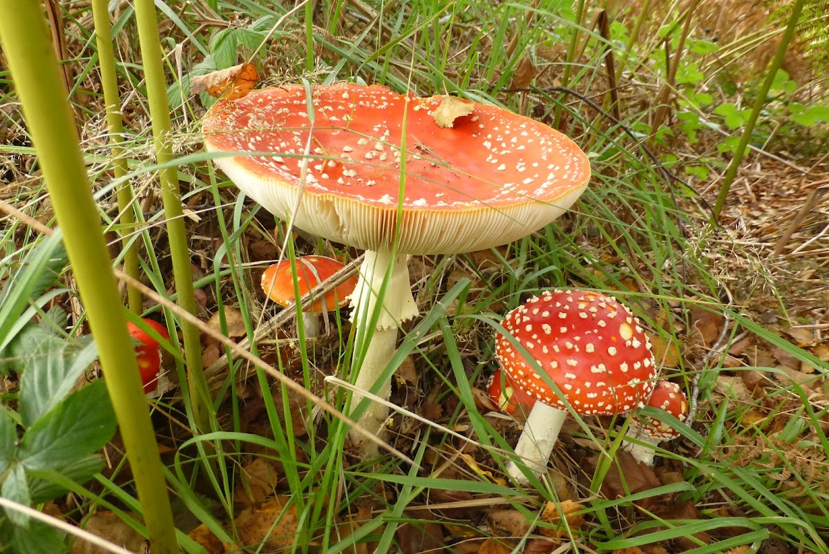 Fly agaric