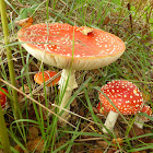 Fly agaric