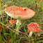 Fly agaric