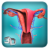 Female Reproductive System: Internal Organs 3D1.0.1