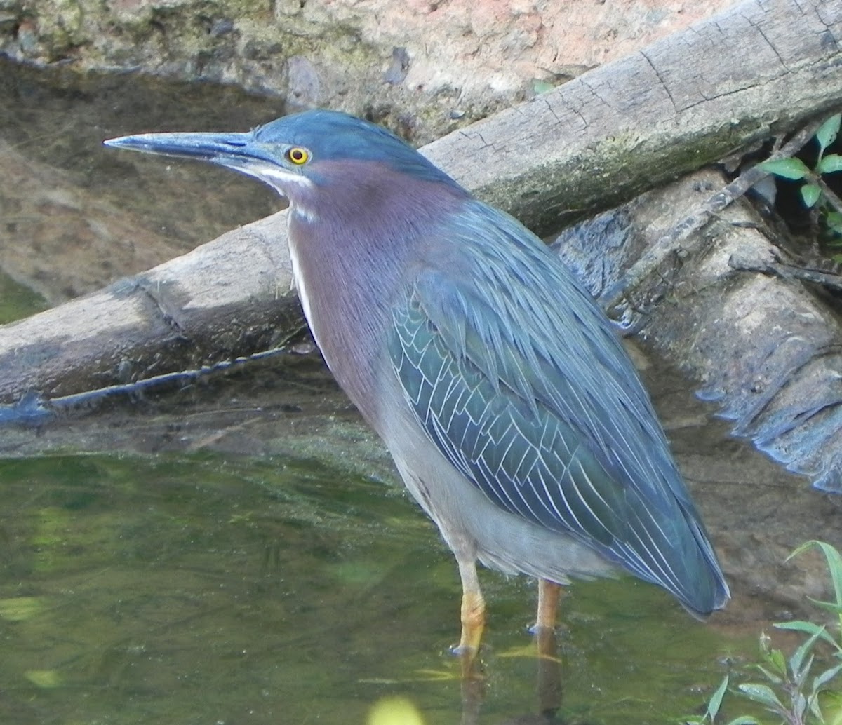 Green Heron