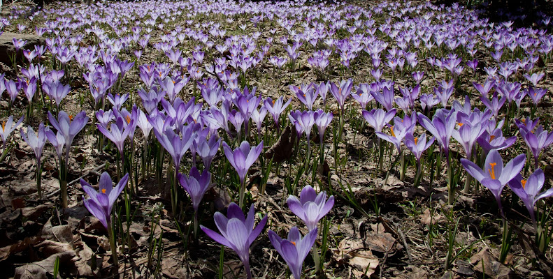 primavera esplosiva di codadilupo