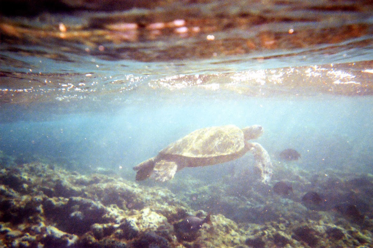 Green Sea Turtles