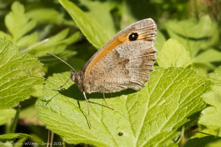 Meadow Brown