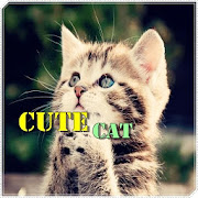 Cute and Funny Cats  Icon