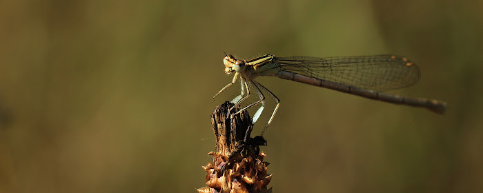 Dragonfly - New Tab in HD marquee promo image