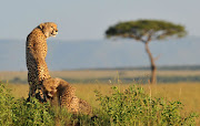 The initiative, requested by India, is aimed at reintroducing “cheetah to a former range state following the local extinction of this iconic species due to over hunting and loss of habitat in the last century,” the department said. 