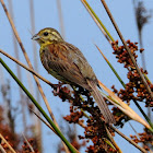 Cirl Bunting; Escribano soteño