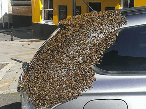 Bees swarmed around the car as their queen bee became stuck inside the boot.Photo/DAILY MAIL