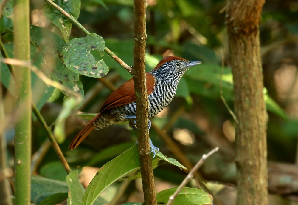 Chestnut-backed Antshrike