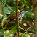 Chestnut-backed Antshrike