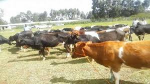 Mt Elgon residents say their cattle are being stolen by rustlers from Uganda.