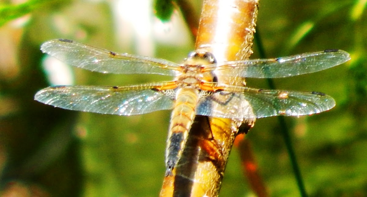 Dragonfly