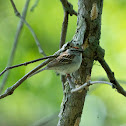 Song Sparrow