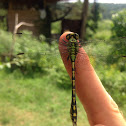 Green snaketail