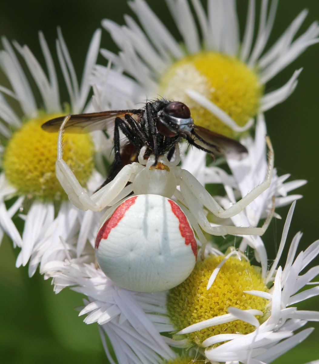 Goldenrod Crab Spider