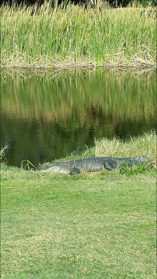 American Alligator