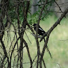 magpie shrike