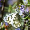 Eastern Bath White