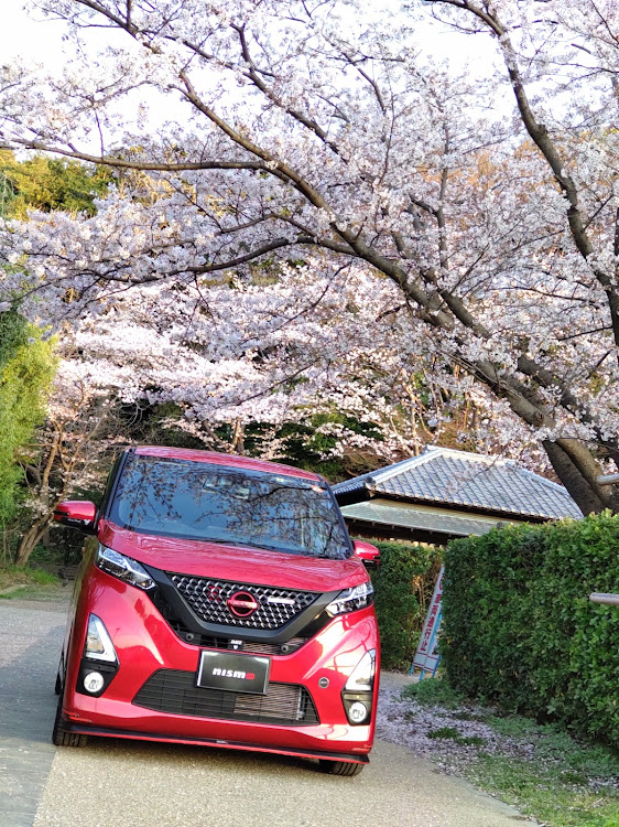 デイズの桜とコラボ🌸・サクラと愛車・洗車の帰り・徹夜で洗車って。。。・スマホ撮影に関するカスタム事例の投稿画像2枚目