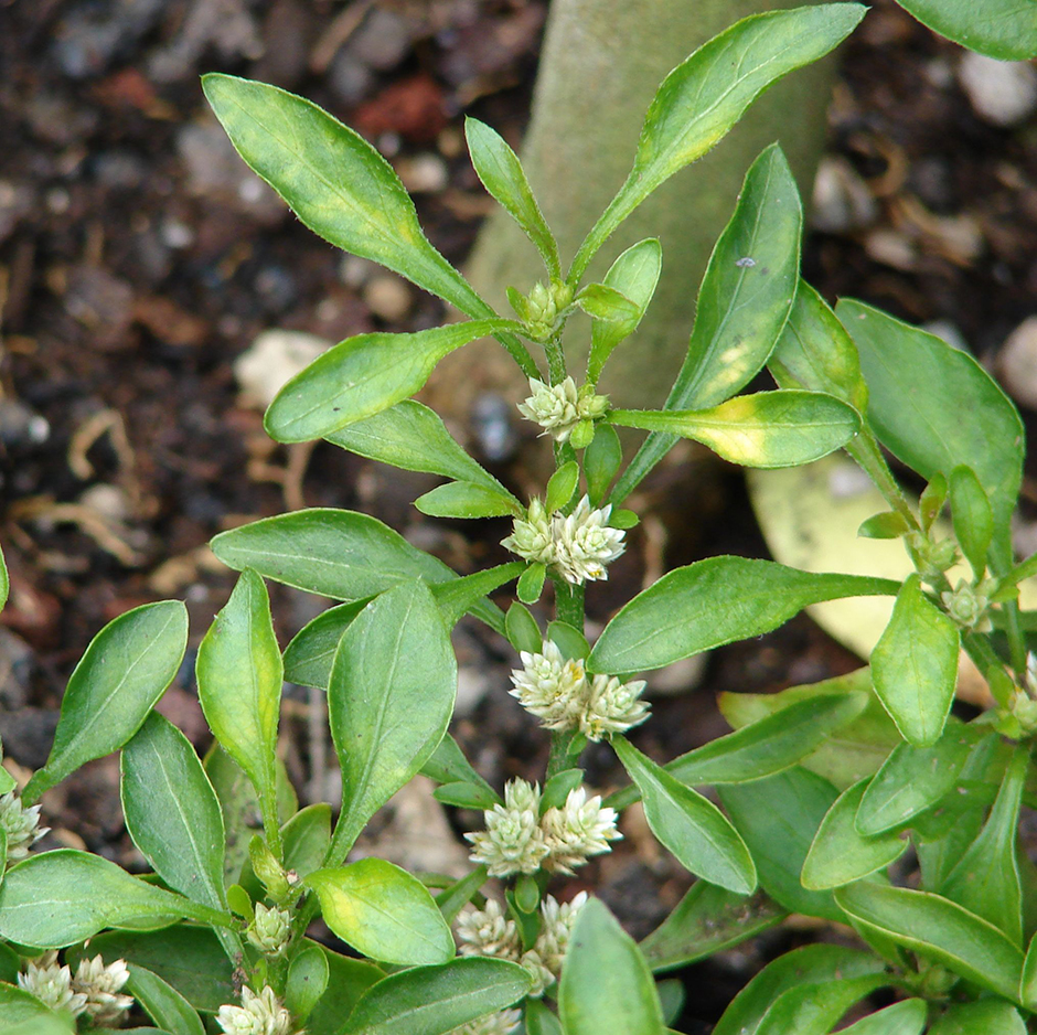 Альтернантера Бетзикиана (Alternanthera ficoidea)