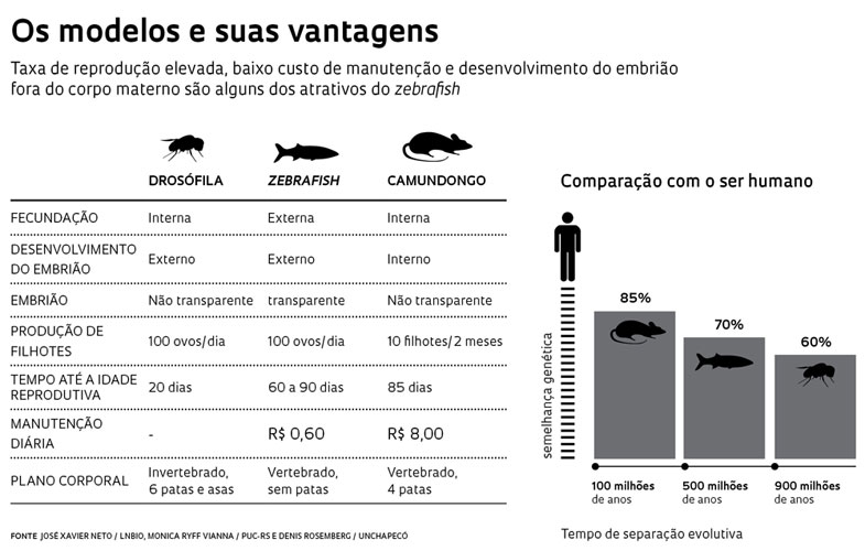 Vantagens do zebrafish