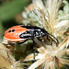 Seed Bug nymph