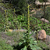 Great Mullein