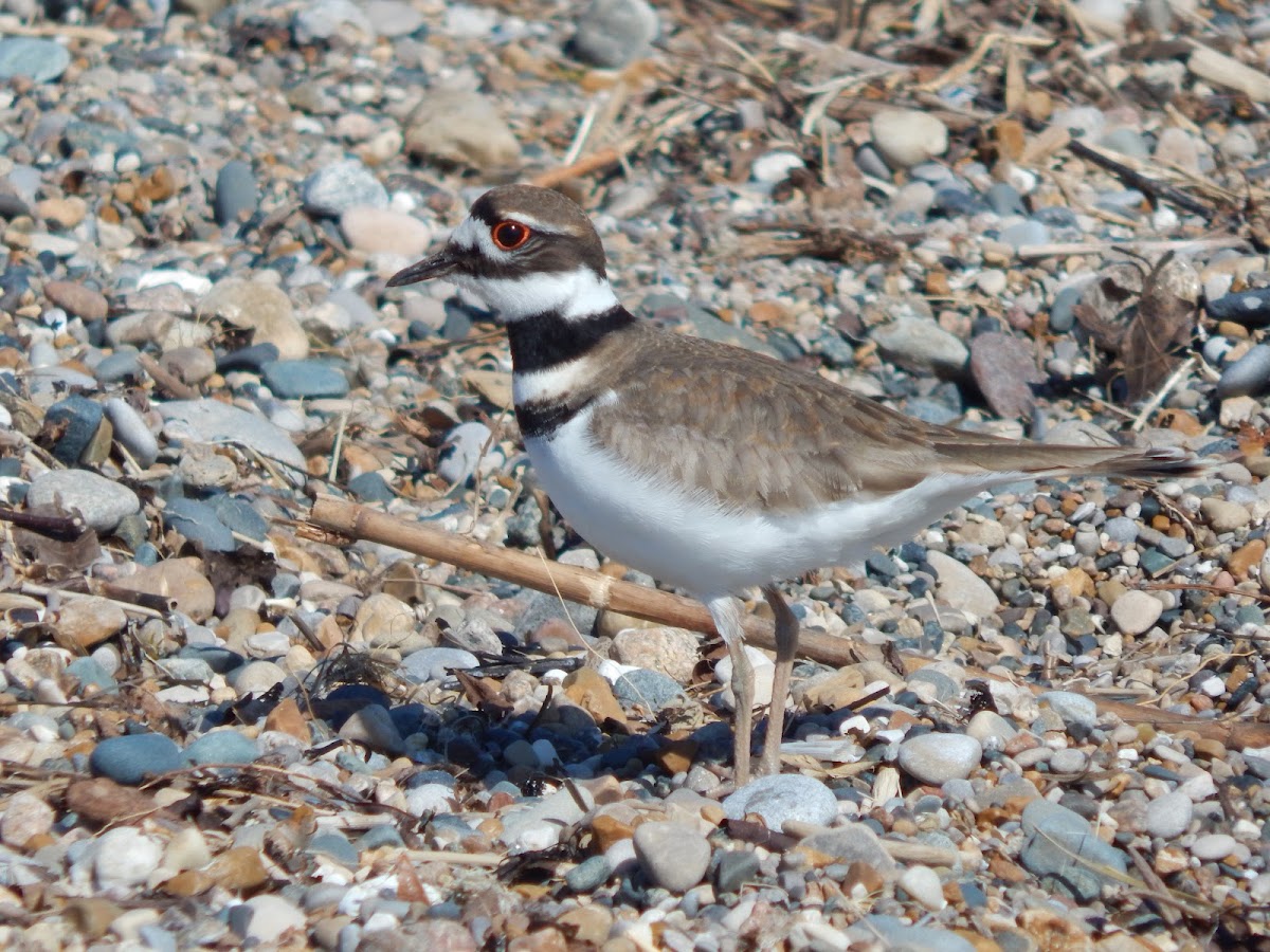 Killdeer