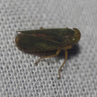 Leafhopper