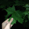 Norway Maple