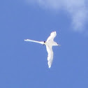 White-tailed Tropicbird